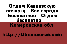 Отдам Кавказскую овчарку - Все города Бесплатное » Отдам бесплатно   . Кемеровская обл.